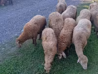 Ovejas (lote, sexo no especificado), Ovejas — foto 2