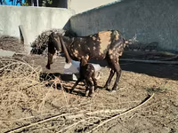 Dişi keçi, Kamori goats — foto 2