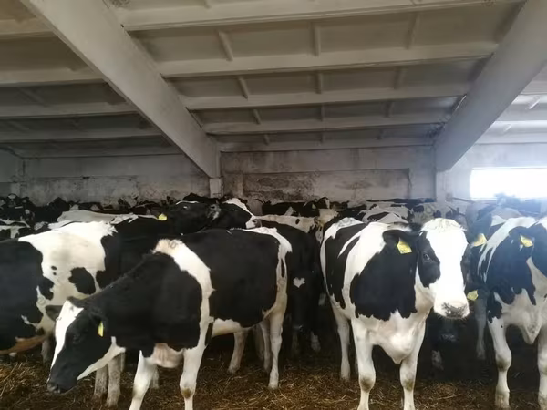 母牛, Holstein breed