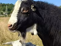 公山羊, LaMancha goats — 照片 1