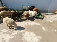 Sheep (batch, sex not specified), Sheep — photo 2