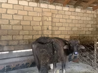 Toro, Ganado vacuno — foto 1