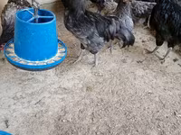 Australian Pit Game fowl — Foto 6