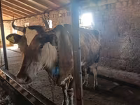Kuh, Simmental cattle — Foto 1