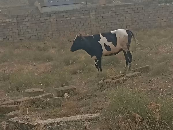 Cow, Russian Black pied cattle