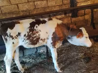 Vaca, Raza Holstein — foto 6