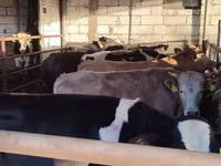 公牛, Simmental cattle — 照片 3