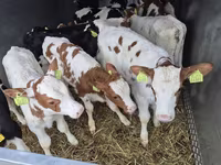 İribuynuzlu mal-qara (partiya, cinsi göstərilməyib), Simmental cattle — foto 1