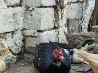 Ducks — الصورة 1