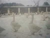 Geese — foto 1