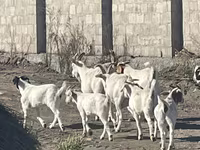 Goat, Goats — photo 5