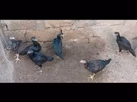 Guinea fowl — Foto 2