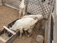 绵羊（批次，未指定性别）, Sheep — 照片 3