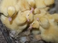Ducks — फ़ोटो 2