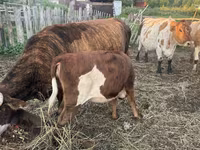 ثور, Simmental cattle — الصورة 6