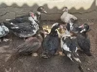 Ducks — Foto 3