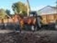 Horse (M), Horses — photo 4