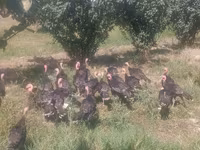 Turkeys — फ़ोटो 6