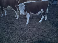 Kuh, Swiss cattle — Foto 2