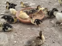 Ducks — الصورة 2