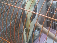Məhsul: Nimfa (Cockatiel) cütü və qəfəs dəsti Təsvir: - Şəkillərdə — الصورة 3