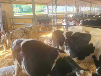 Rinder (Partie, Geschlecht nicht angegeben), Holstein-Rasse — Foto 5