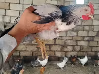 Chickens — foto 2
