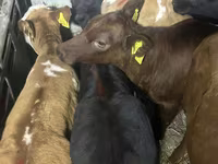 İribuynuzlu mal-qara (partiya, cinsi göstərilməyib), Simmental cattle — foto 2