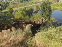 Ram, Sheep — photo 1