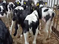 Toro, Raza Holstein — foto 7