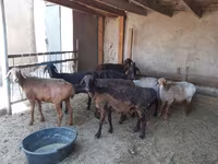 كبش, الأغنام — الصورة 3