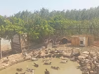 Ducks — फ़ोटो 5