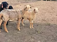 मेढ़ा, भेड़ — फ़ोटो 2