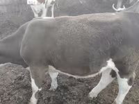 بقرة, Simmental cattle — الصورة 5