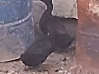 Guinea fowl — photo 2