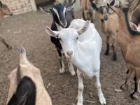 عنزة, Alpine goat — الصورة 6