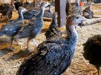 Guinea fowl — الصورة 3