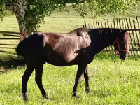 Hengst, Pferde — Foto 2