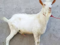 تيس, Dutch Landrace goats — الصورة 4