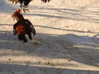 Chickens — Foto 6