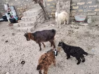 Echki, Echkilar — 3-rasm