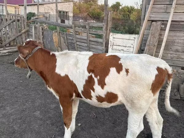 Buqa, Simmental cattle