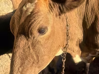 بقرة, Latvian Blue cattle — الصورة 5