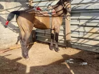 Caballo, Kazakh horse — foto 4