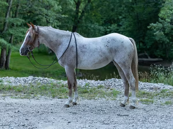 Toychoq, Quarter Horse