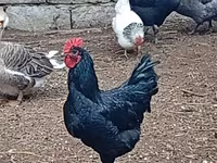 Australorp — Foto 3