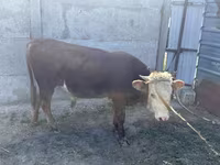 Bulle, Kasachische Weißkopfkuh — Foto 5