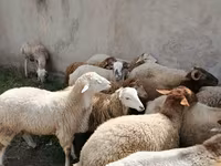 Ovejas (lote, sexo no especificado), Ovejas — foto 2