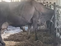 Vaca, Swiss cattle — foto 7