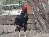 Chickens — फ़ोटो 8